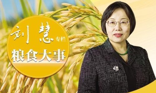 苦豆根的正确泡法-苦豆根的功效-专业苦豆根的正确泡法平台-苦豆根的正确泡法